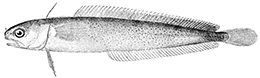 Enchelyopus cimbrius_claves.jpg